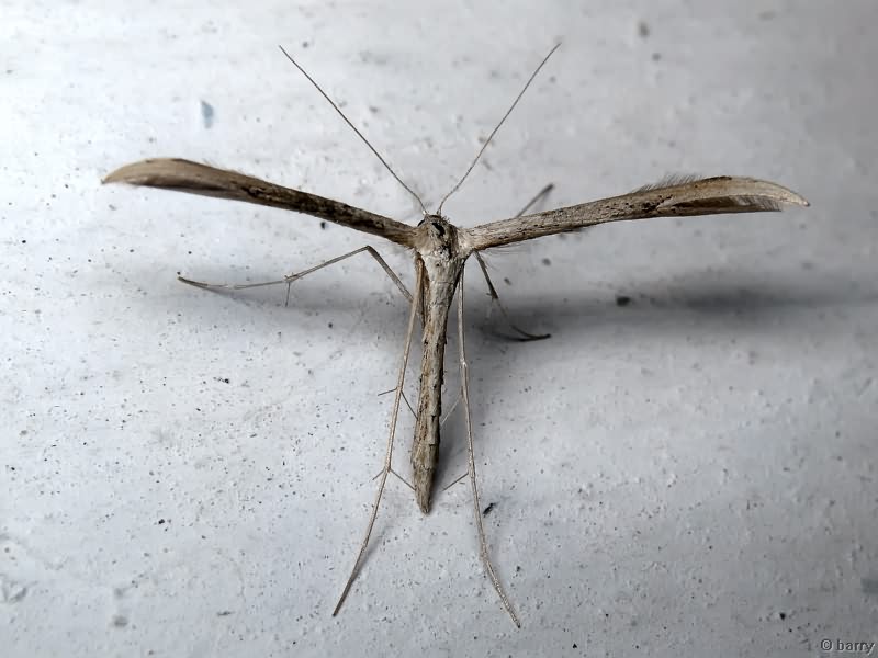 Emmelina monodactyla